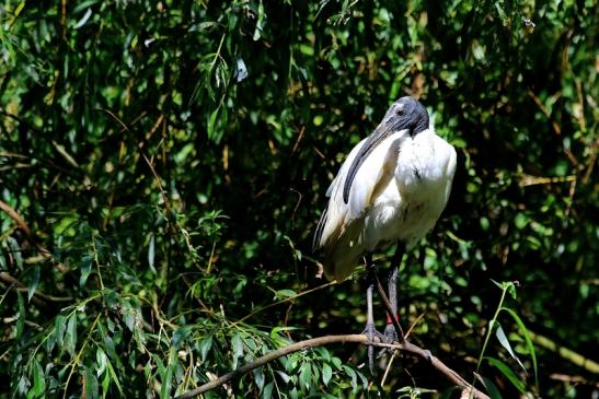 Schwarzkopfsichler/Ibis Opel Zoo Kronberg 2016