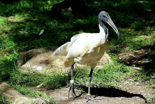 Schwarzkopfsichler/Ibis Opel Zoo Kronberg 2017