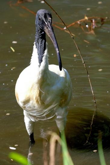 Schwarzkopfsichler/Ibis Opel Zoo Kronberg 2017