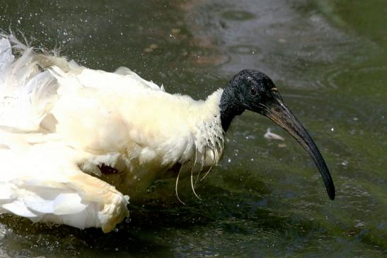 Schwarzkopfsichler/Ibis Opel Zoo Kronberg 2017