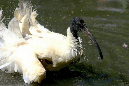 Schwarzkopfsichler/Ibis Opel Zoo Kronberg 2017