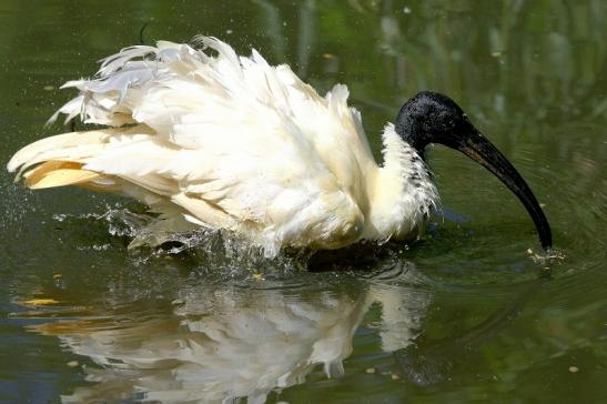 Schwarzkopfsichler/Ibis Opel Zoo Kronberg 2017