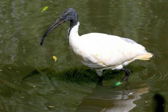 Schwarzkopfsichler/Ibis Opel Zoo Kronberg 2017