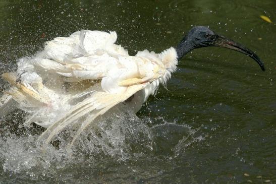 Schwarzkopfsichler/Ibis Opel Zoo Kronberg 2017