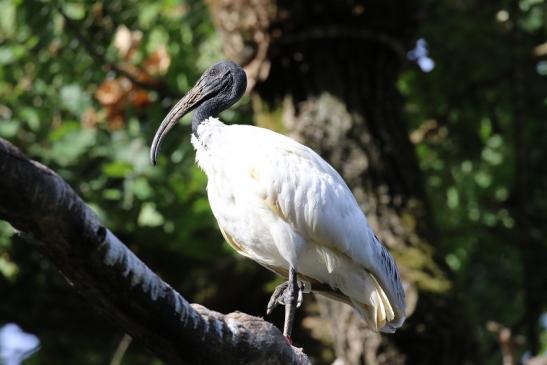 Schwarzkopfsichler/Ibis Opel Zoo Kronberg 2018