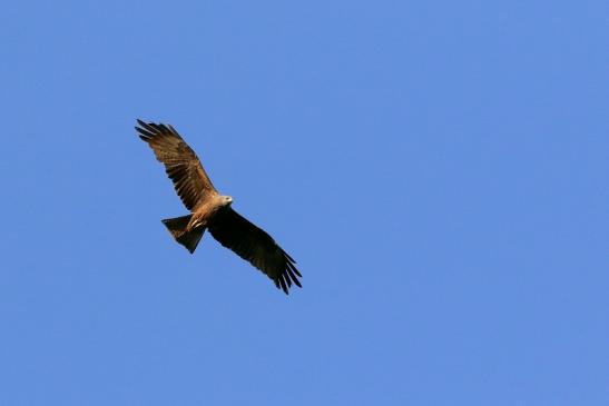 Schwarzmilan Wildpark Alte Fasanerie Klein Auheim 2017