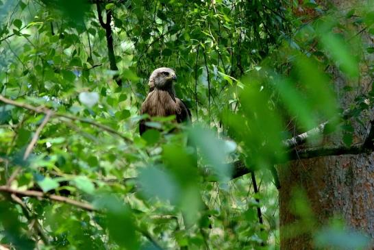 Schwarzmilan Wildpark Alte Fasanerie Klein Auheim 2018