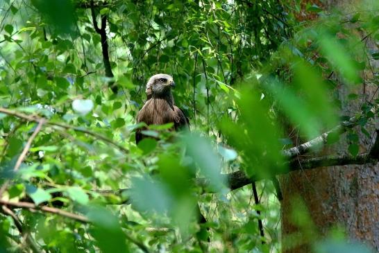 Schwarzmilan Wildpark Alte Fasanerie Klein Auheim 2018