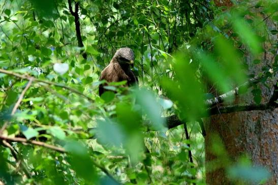 Schwarzmilan Wildpark Alte Fasanerie Klein Auheim 2018