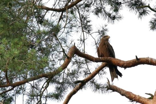 Schwarzmilan Wildpark Alte Fasanerie Klein Auheim 2021