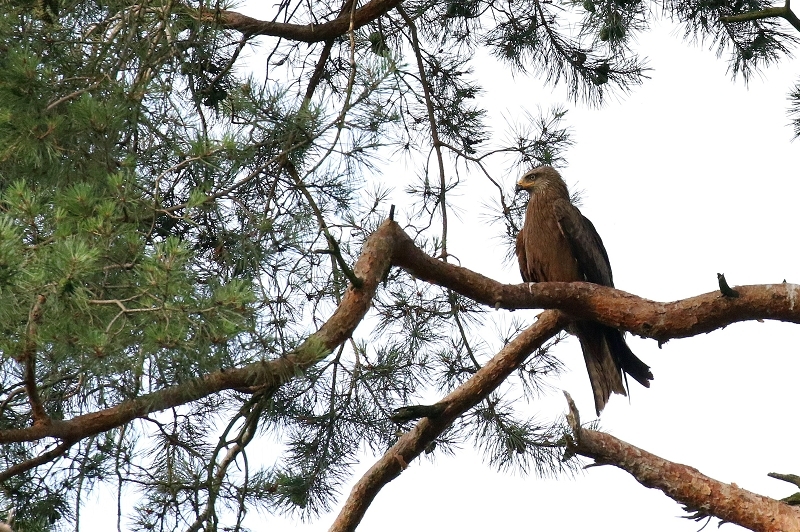 Schwarzmilan Wildpark Alte Fasanerie Klein Auheim 2021