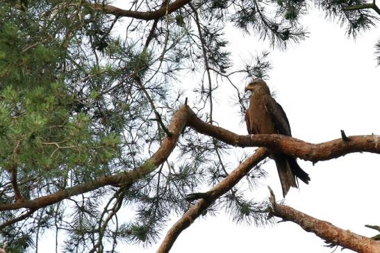 Schwarzmilan Wildpark Alte Fasanerie Klein Auheim 2021