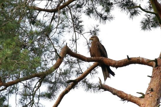 Schwarzmilan Wildpark Alte Fasanerie Klein Auheim 2021