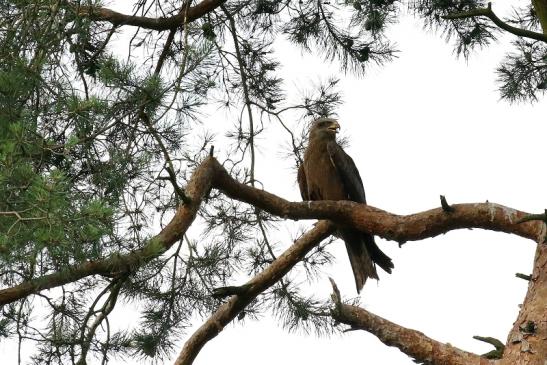 Schwarzmilan Wildpark Alte Fasanerie Klein Auheim 2021