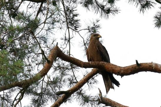 Schwarzmilan Wildpark Alte Fasanerie Klein Auheim 2021