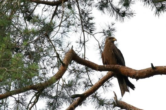 Schwarzmilan Wildpark Alte Fasanerie Klein Auheim 2021