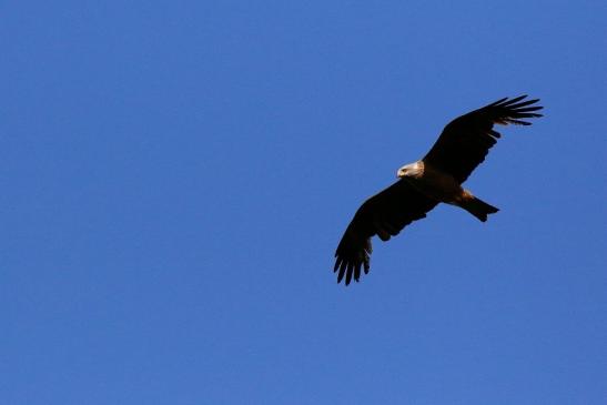 Schwarzlilan Wildpark Alte Fasanerie Klein Auheim 2021