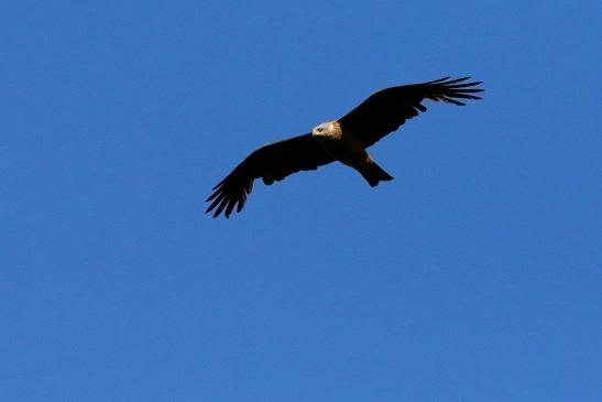 Schwarzlilan Wildpark Alte Fasanerie Klein Auheim 2021