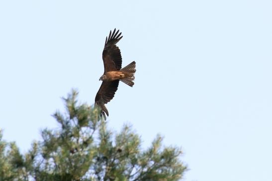 Schwarzmilan Wildpark Alte Fasanerie Klein Auheim 2021