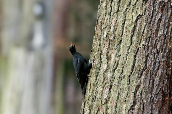 Schwarzspecht Wildpark Alte Fasanerie Klein Auheim 2017