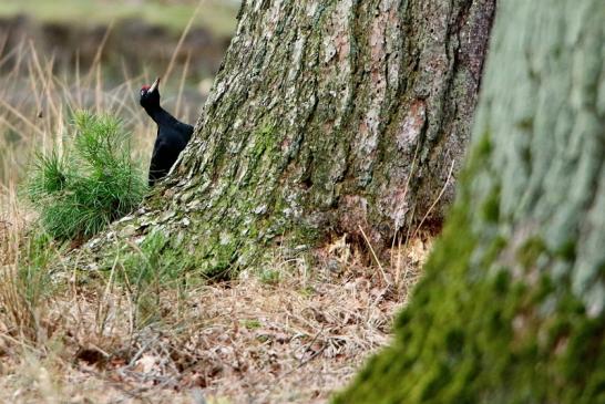 Schwarzspecht Wildpark Alte Fasanerie Klein Auheim 2017