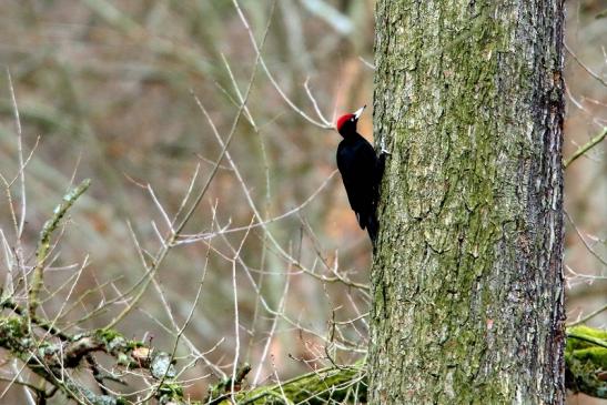 Schwarzspecht Wildpark Alte Fasanerie Klein Auheim 2017