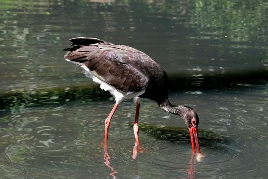 Schwarzstorch Opel Zoo Kronberg 2016