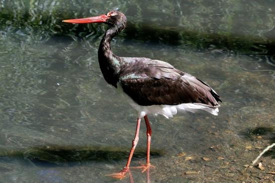 Schwarzstorch Opel Zoo Kronberg 2016