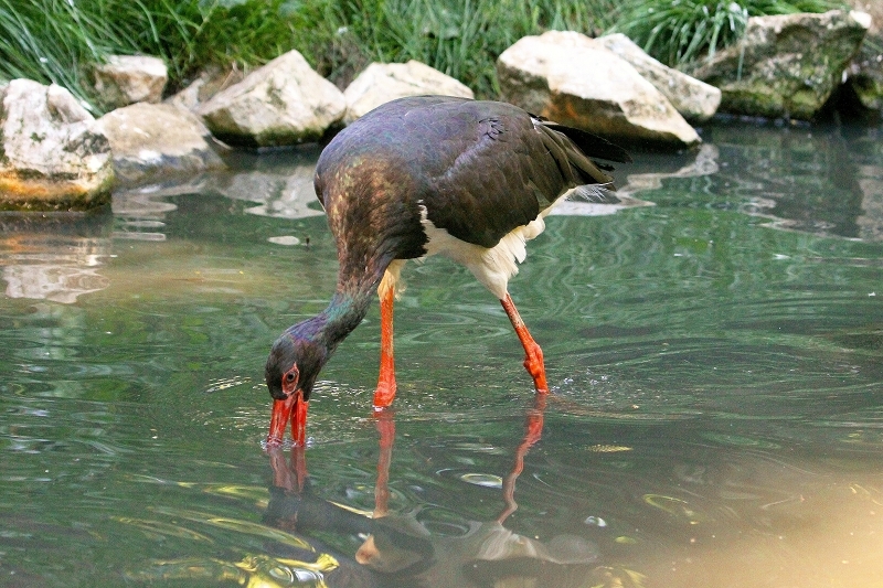 Schwarzstorch Opel Zoo Kronberg 2013