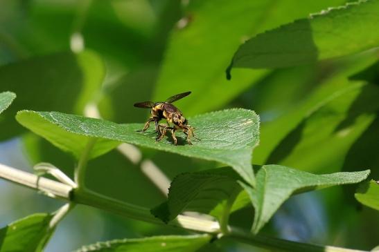 Schwebfliege Artgruppe Paarung Wildpark Alte Fasanerie Klein Auheim 2021