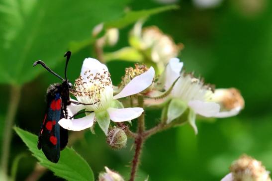 Sechsfleck Widderchen Wildpark Alte Fasanerie Klein Auheim 2021