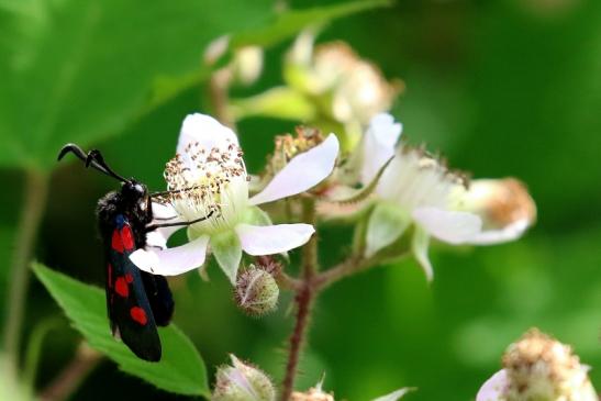 Sechsfleck Widderchen Wildpark Alte Fasanerie Klein Auheim 2021