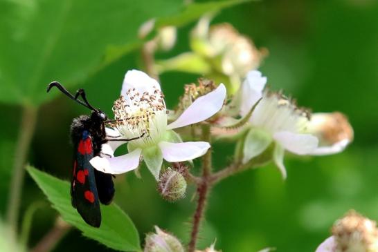 Sechsfleck Widderchen Wildpark Alte Fasanerie Klein Auheim 2021