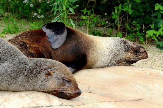 Seehund Zoo Frankfurt am Main 2015