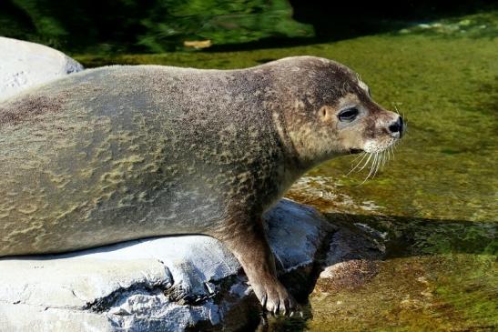 Seehund Zoo Frankfurt am Main 2018