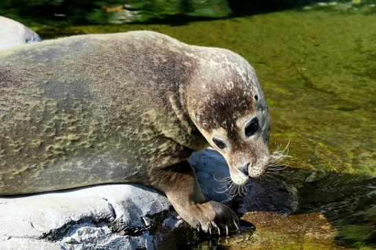 Seehund Zoo Frankfurt am Main 2018