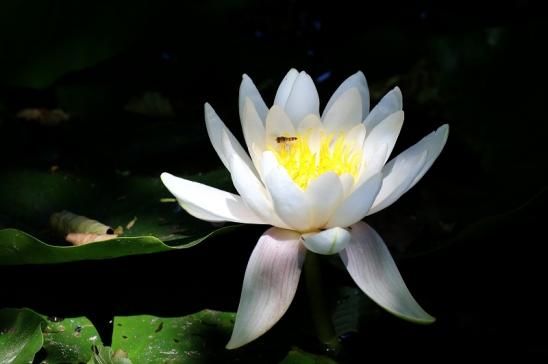 Weiße Seerose mit Schwebfliege Atrium Park Dietzenbach 2020