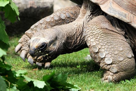 Seychellen Riesenschildkröte Zoo Vivarium Darmstadt 2012