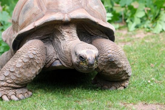 Seychellen Riesenschildkröte Zoo Vivarium Darmstadt 2012