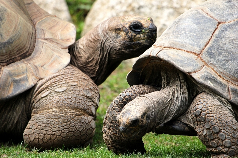 Seychellen Riesenschildkröte Zoo Vivarium Darmstadt 2012