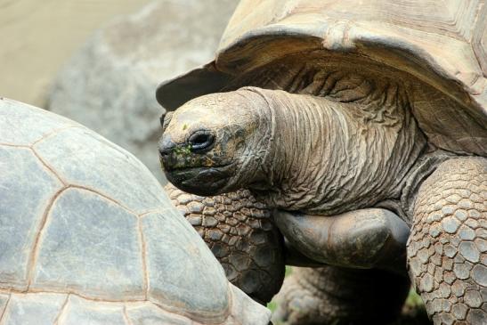 Seychellen Riesenschildkröte Zoo Vivarium Darmstadt 2012