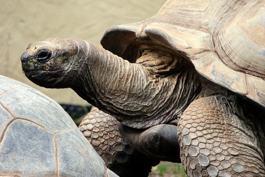 Seychellen Riesenschildkröte Zoo Vivarium Darmstadt 2012