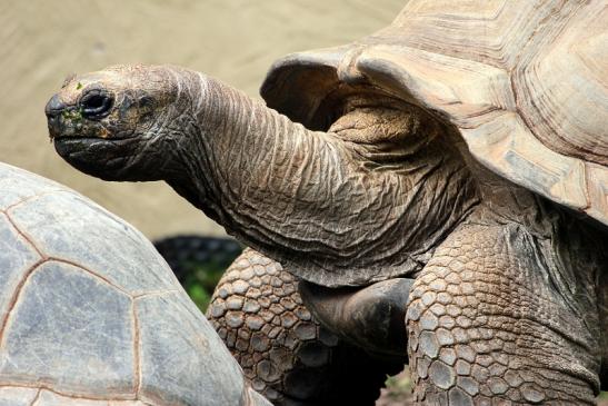 Seychellen Riesenschildkröte Zoo Vivarium Darmstadt 2012