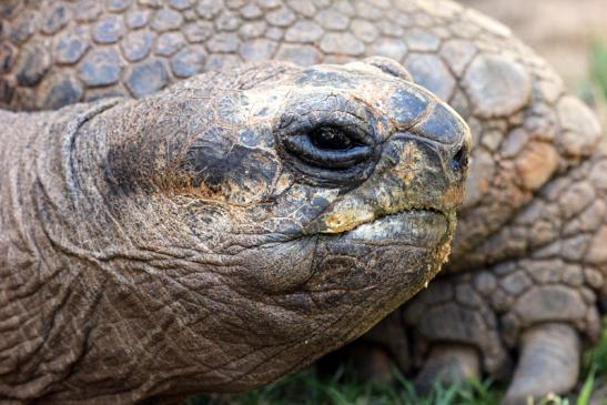 Seychellen Riesenschildkröte Zoo Vivarium Darmstadt 2012