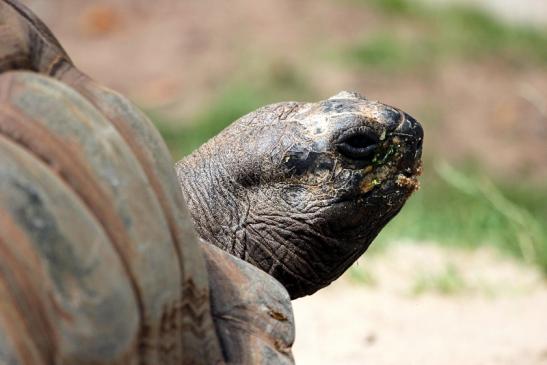 Seychellen Riesenschildkröte Zoo Vivarium Darmstadt 2012