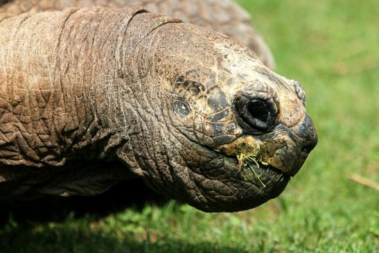 Seychellen Riesenschildkröte Zoo Vivarium Darmstadt 2013