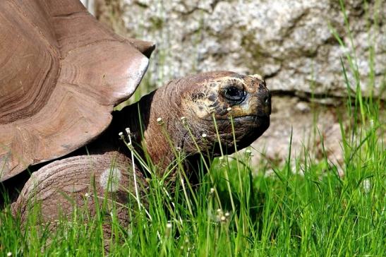 Seychellen Riesenschildkröte Zoo Vivarium Darmstadt 2016