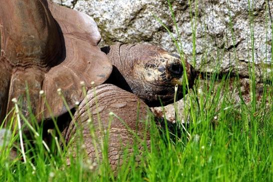 Seychellen Riesenschildkröte Zoo Vivarium Darmstadt 2016