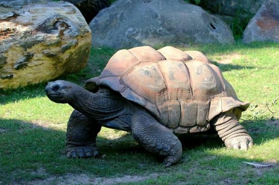 Seychellen Riesenschildkröte Zoo Vivarium Darmstadt 2016