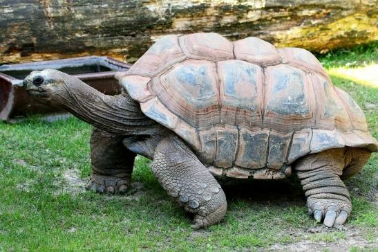 Seychellen Riesenschildkröte Zoo Vivarium Darmstadt 2016